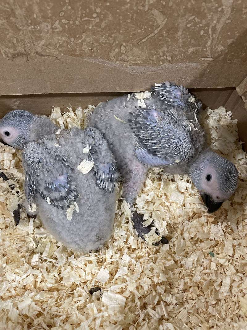 Baby African Grey Parrots for Sale