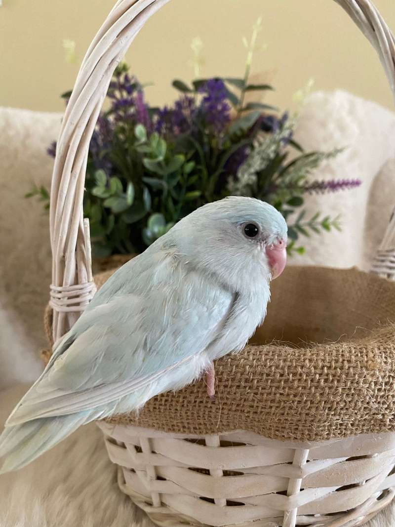 Parrotlets for Sale in Florida