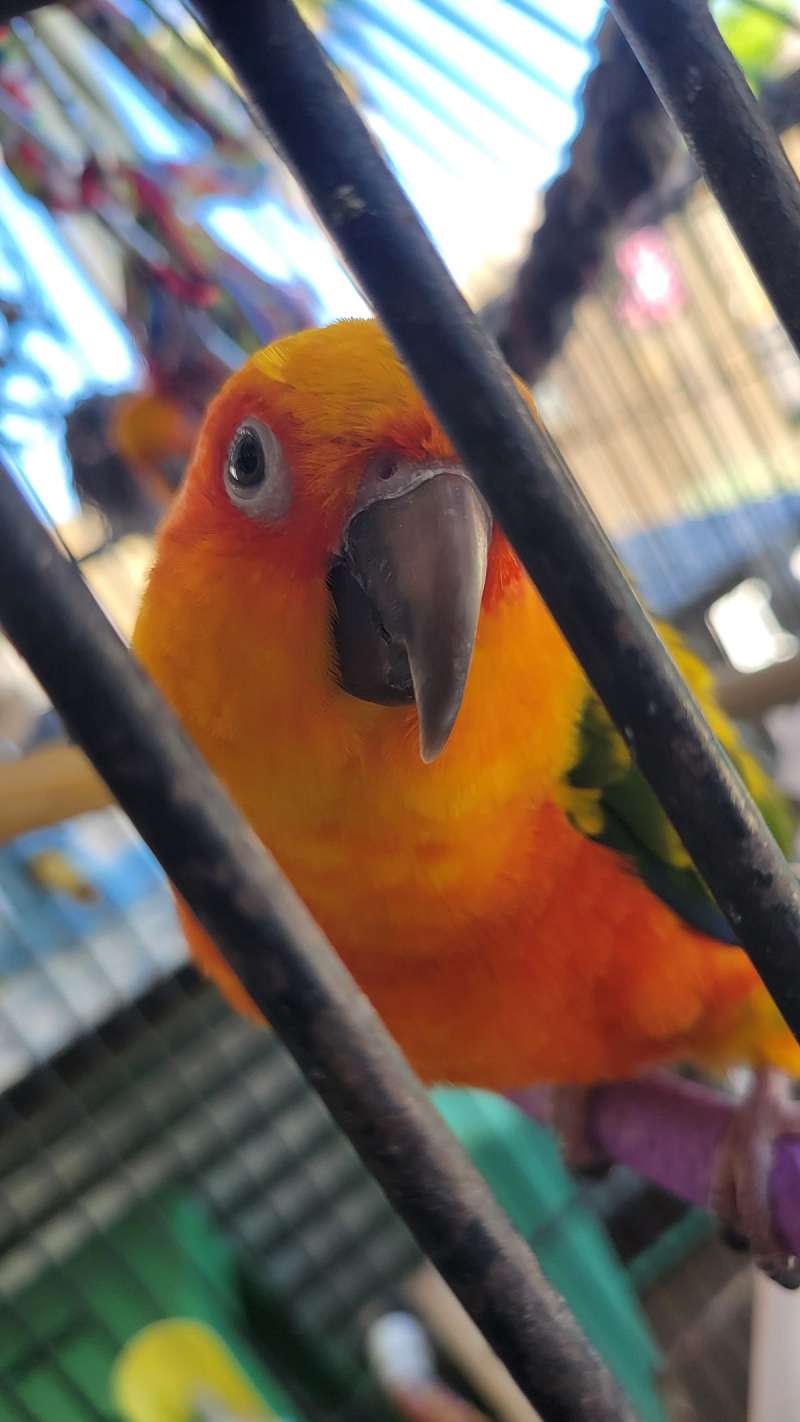 Pair of 2 year old Conures