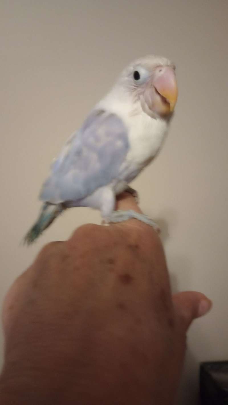 Young Fischers Lovebirds for Sale