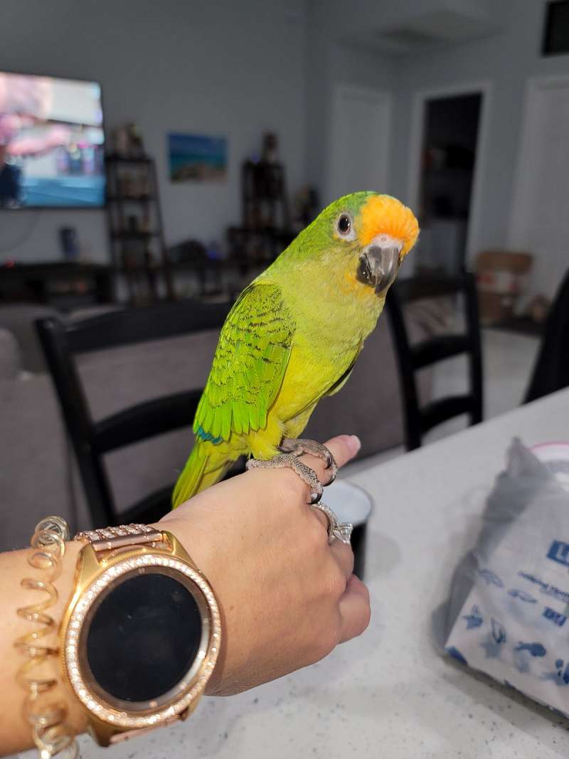 Peach Front Conures for Sale