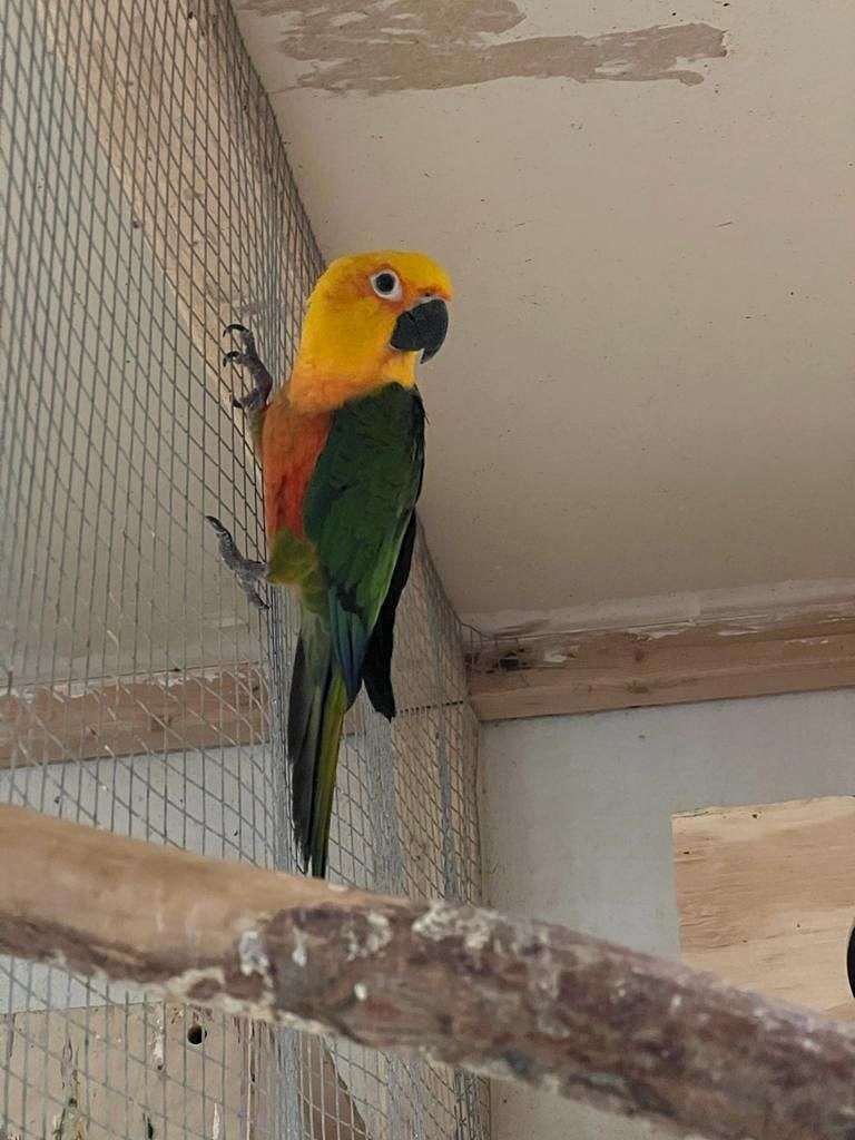 Conures for Sale in Connecticut