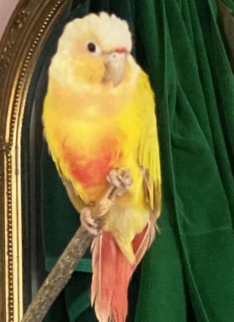 Birds in Knoxville Tennessee