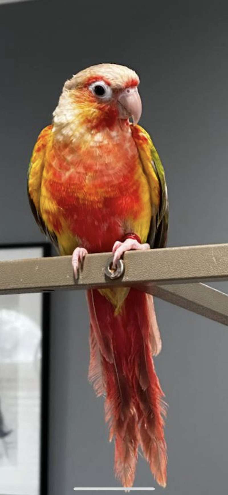 Green Cheek Conures for Sale in North Carolina