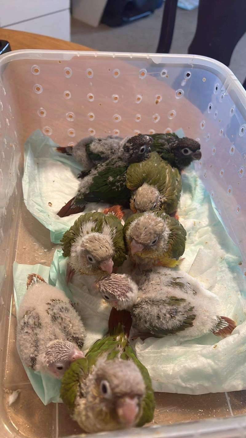Conures for Sale in Connecticut