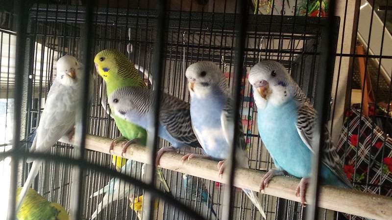 Birds In Spokane Washington