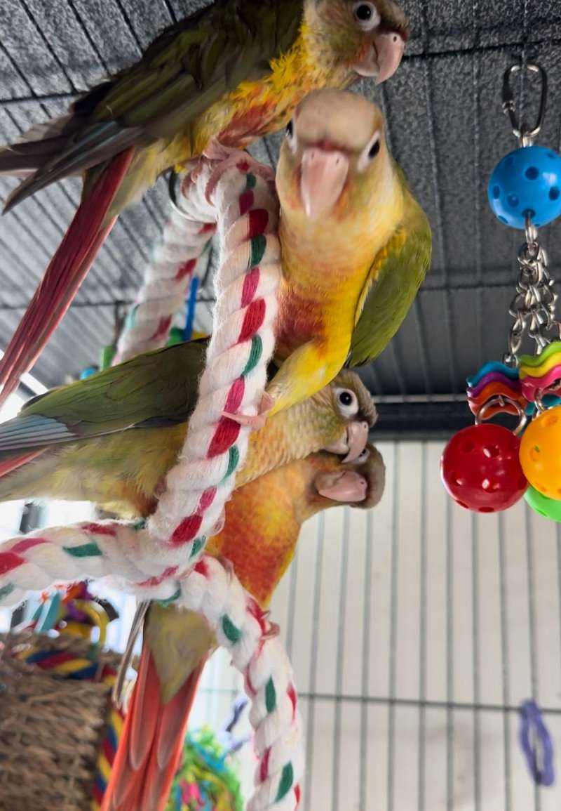 Baby pineapple green cheek conures