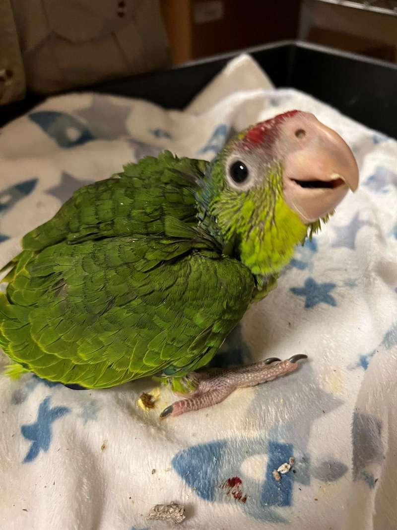 Amazon Parrots for Sale in Pennsylvania