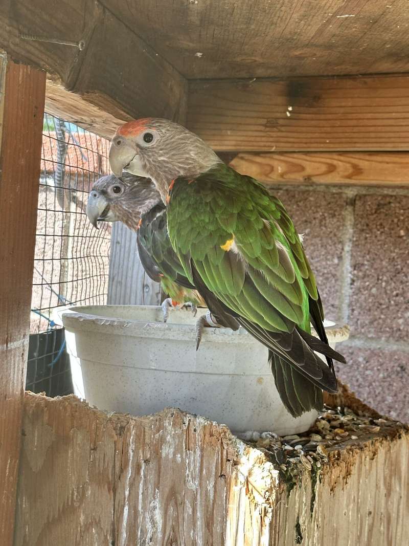 Birds for Sale in California