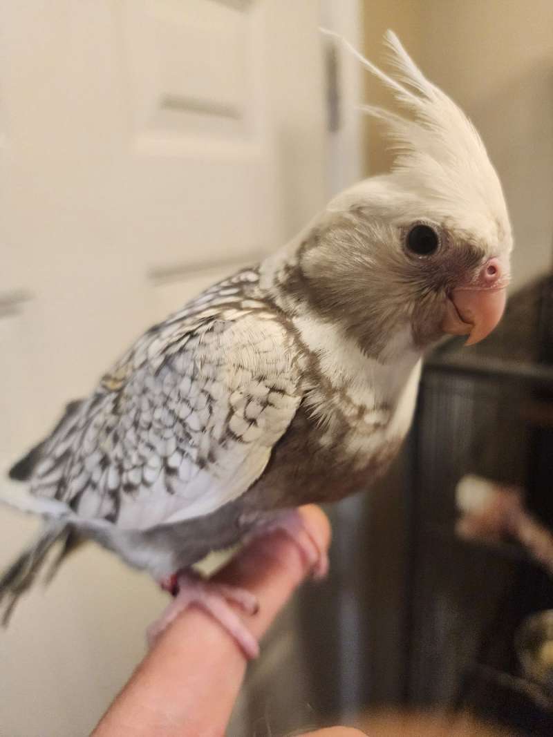 Cockatiels for Sale in Tennessee