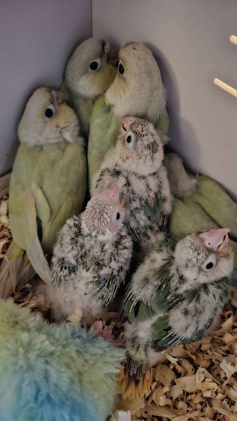 Birds in Yakima Washington