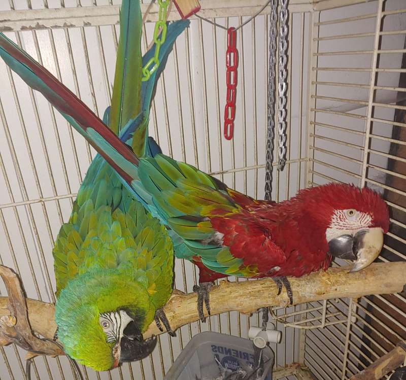 Birds for Sale in Idaho