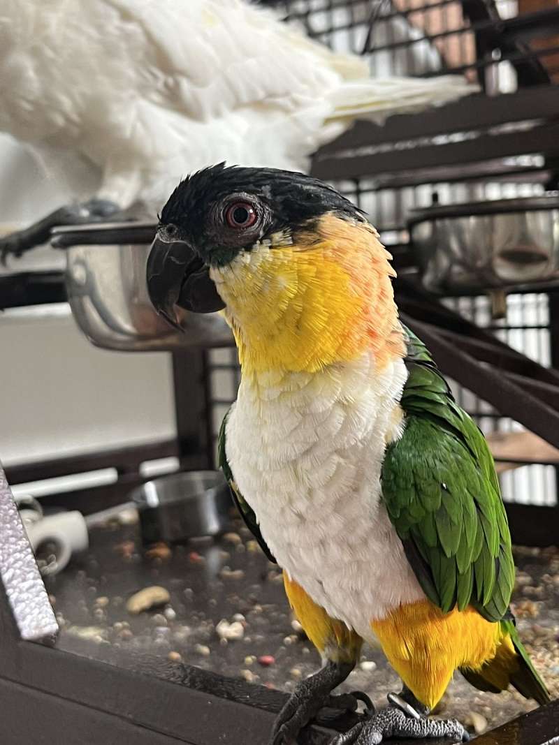 Male Caiques for Sale