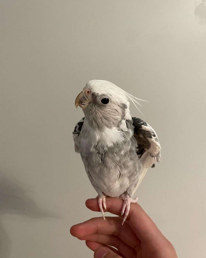 Gray Pied Male Cockatiel 