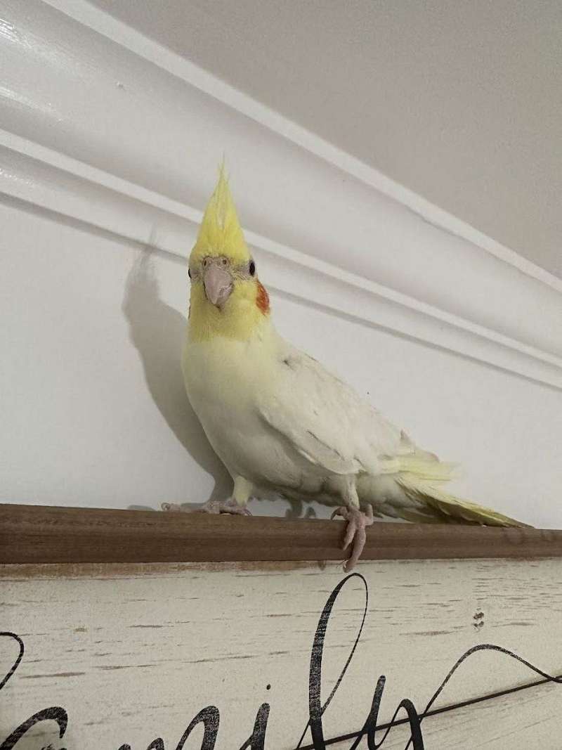 SOLD 2 Cockatiel female for Sale, Peachtree City GA