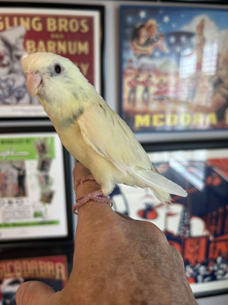 Bourke Parakeets for Sale