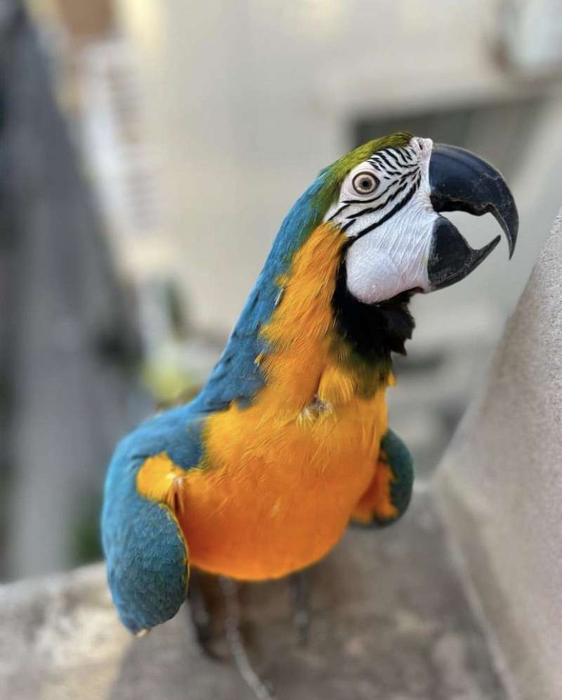 Female Blue And Gold Macaw