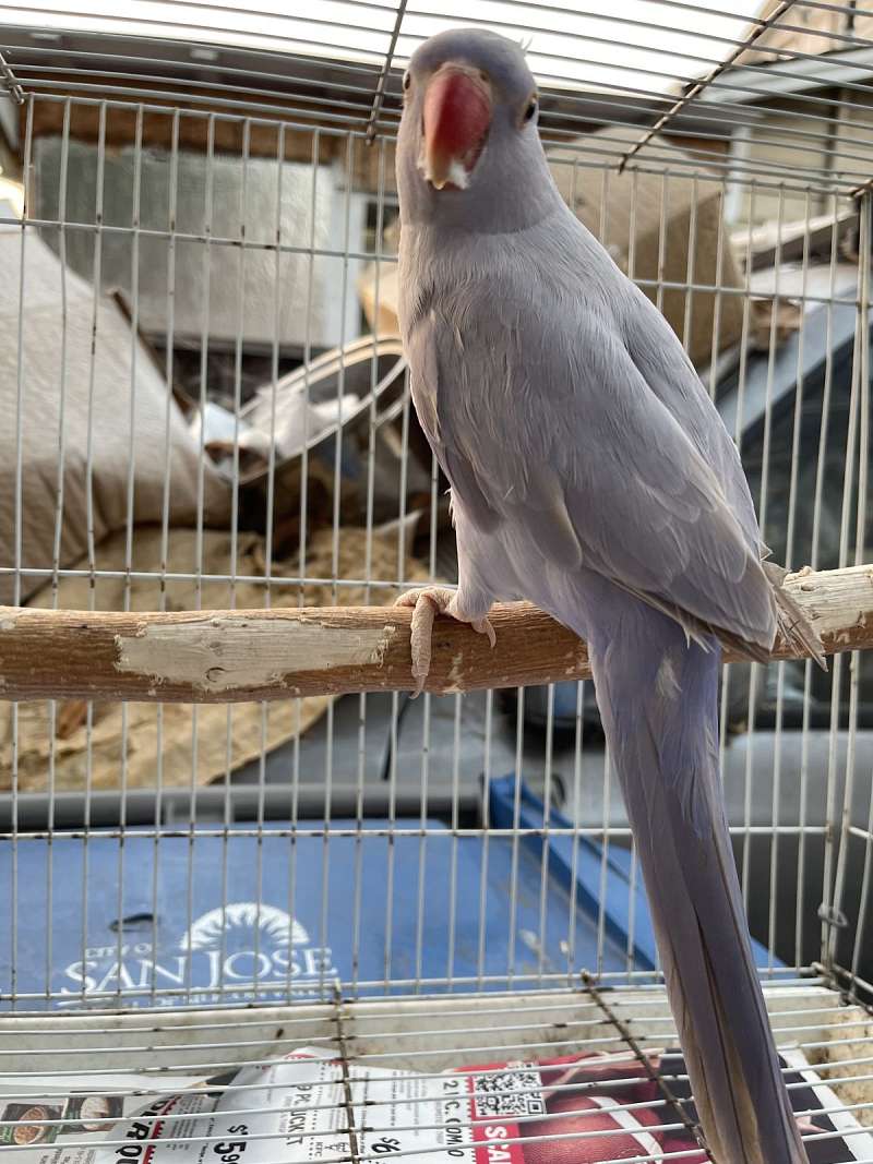 Ringneck Parakeets for Sale in California