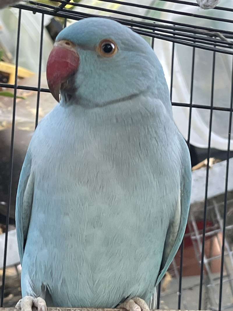 Indian ringneck parakeet