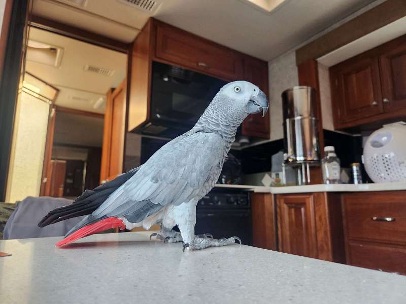 Birds in Ventura California