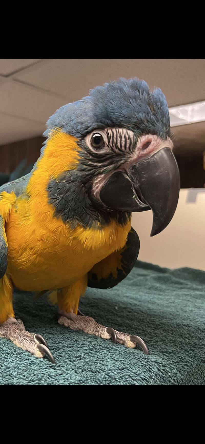 Image showcasing Blue Colored Throat Macaws for Sale - Birds Now