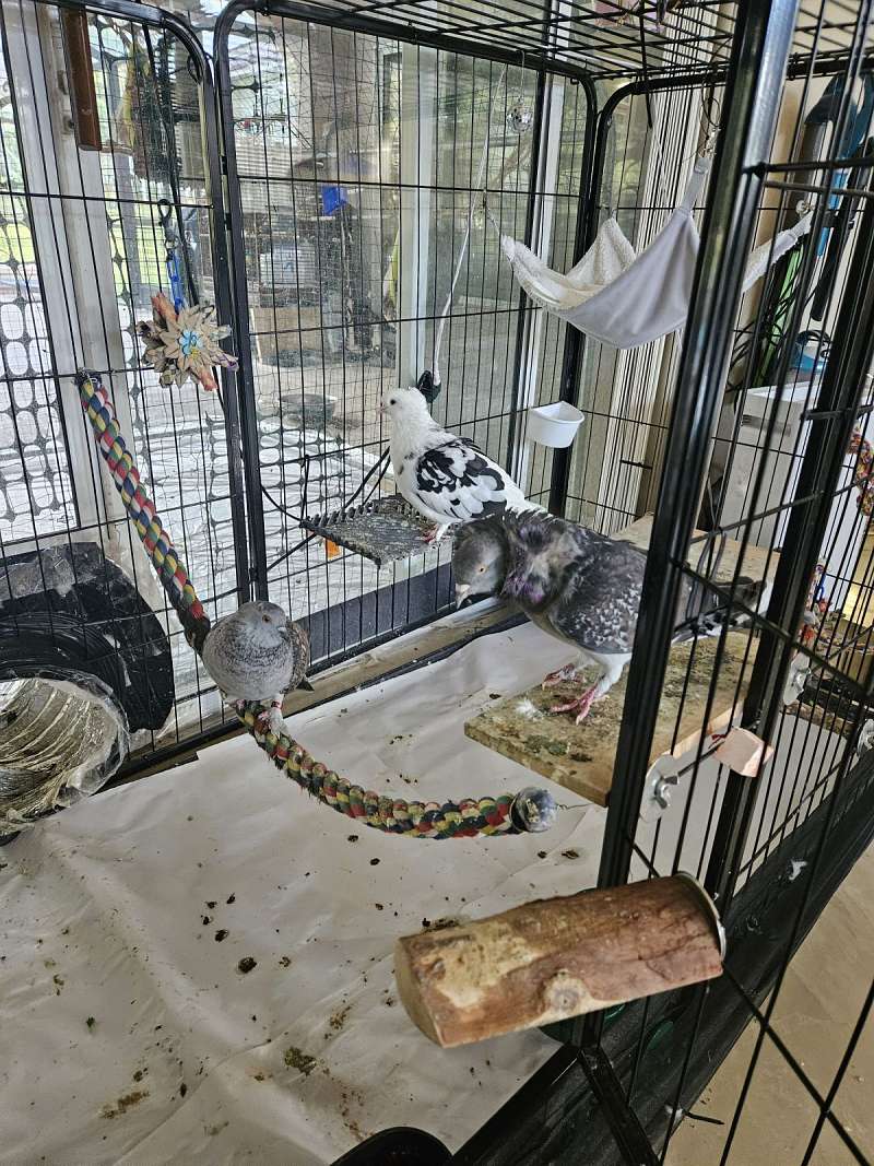 where to buy panda pigeon