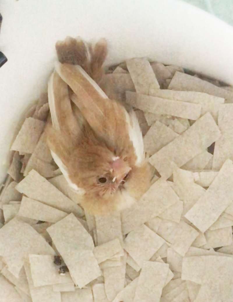 Society Finches for Sale in Texas