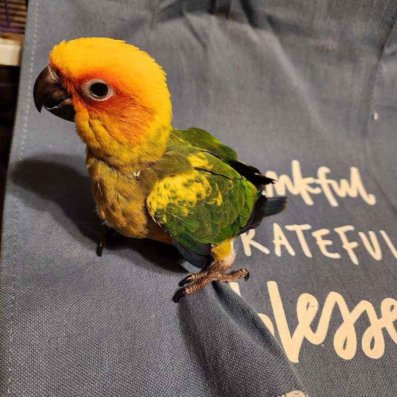 Birds in Waverly Alabama