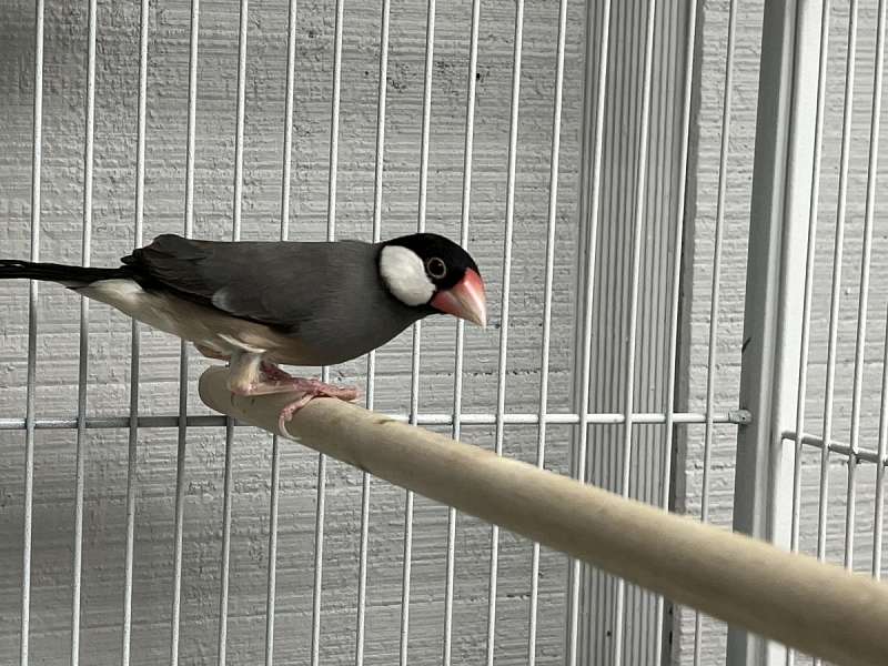 Baby Java Rice Finches for Sale