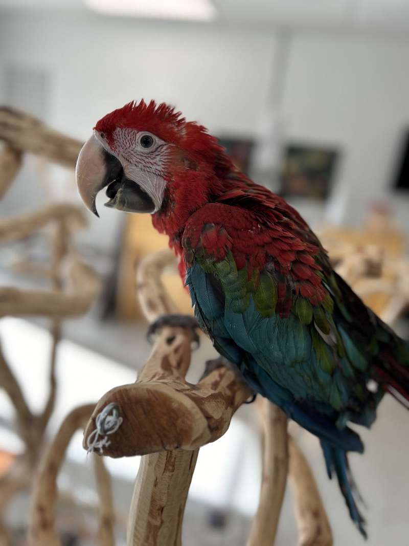 Macaws for Sale in Colorado - Macaw Bird Sale Online Usa