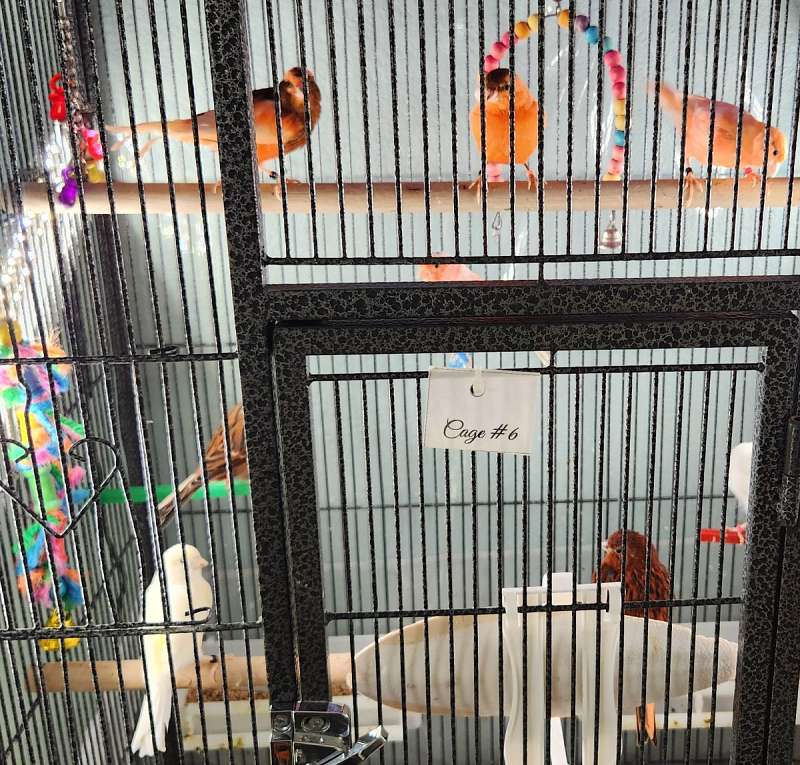 Canaries for Sale — free download