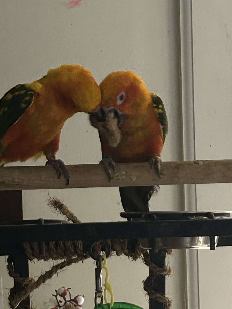 Sun Conures for Sale in California