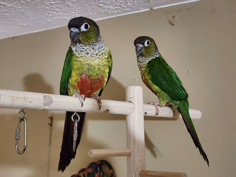 Parrots for Sale in Tennessee
