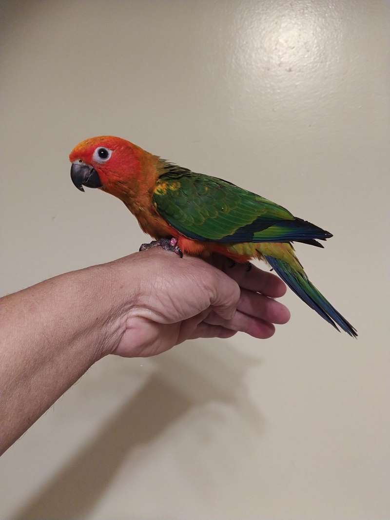 Adult Sun Conures for Sale
