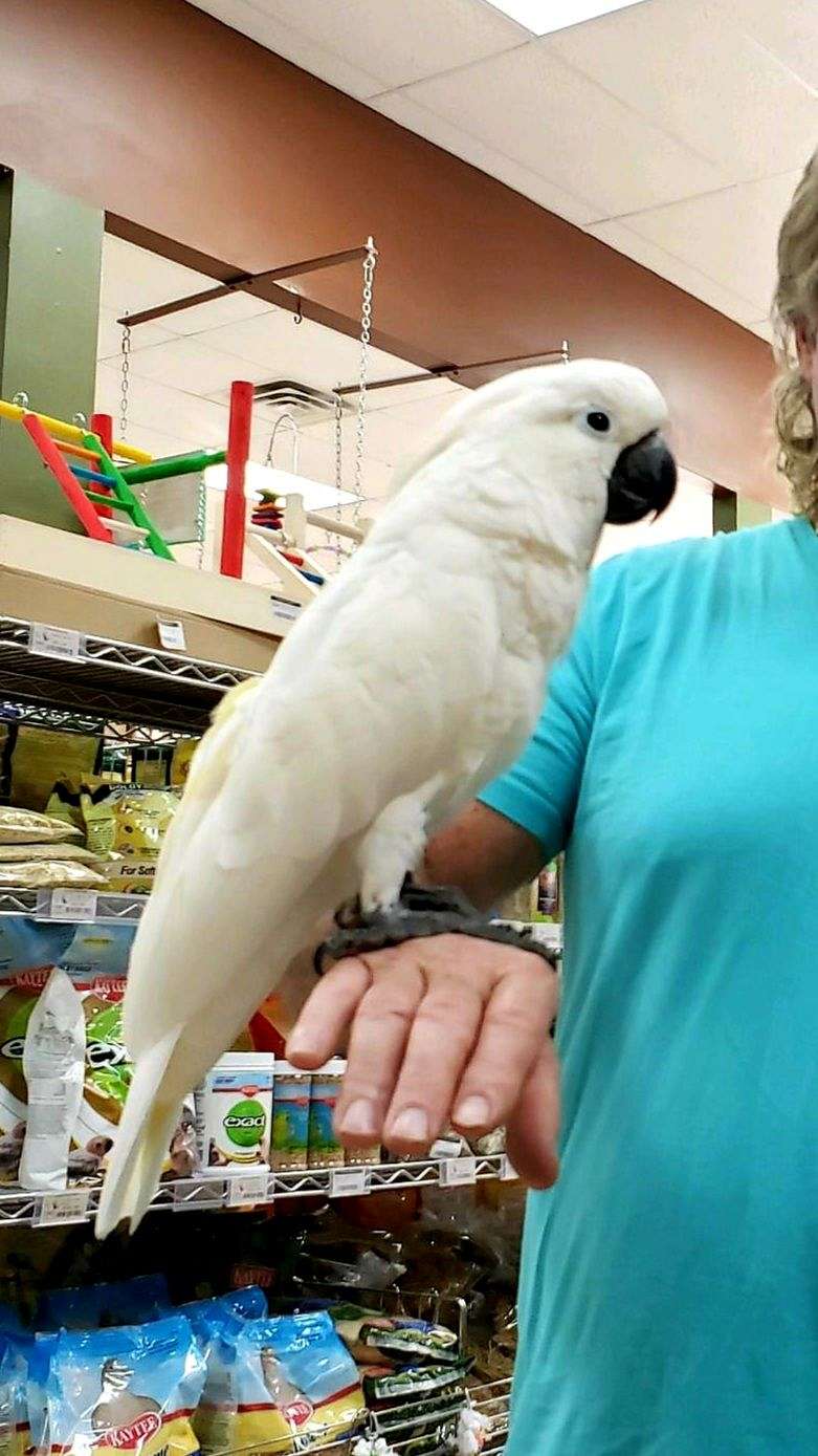 Cockatoos for Sale in Florida