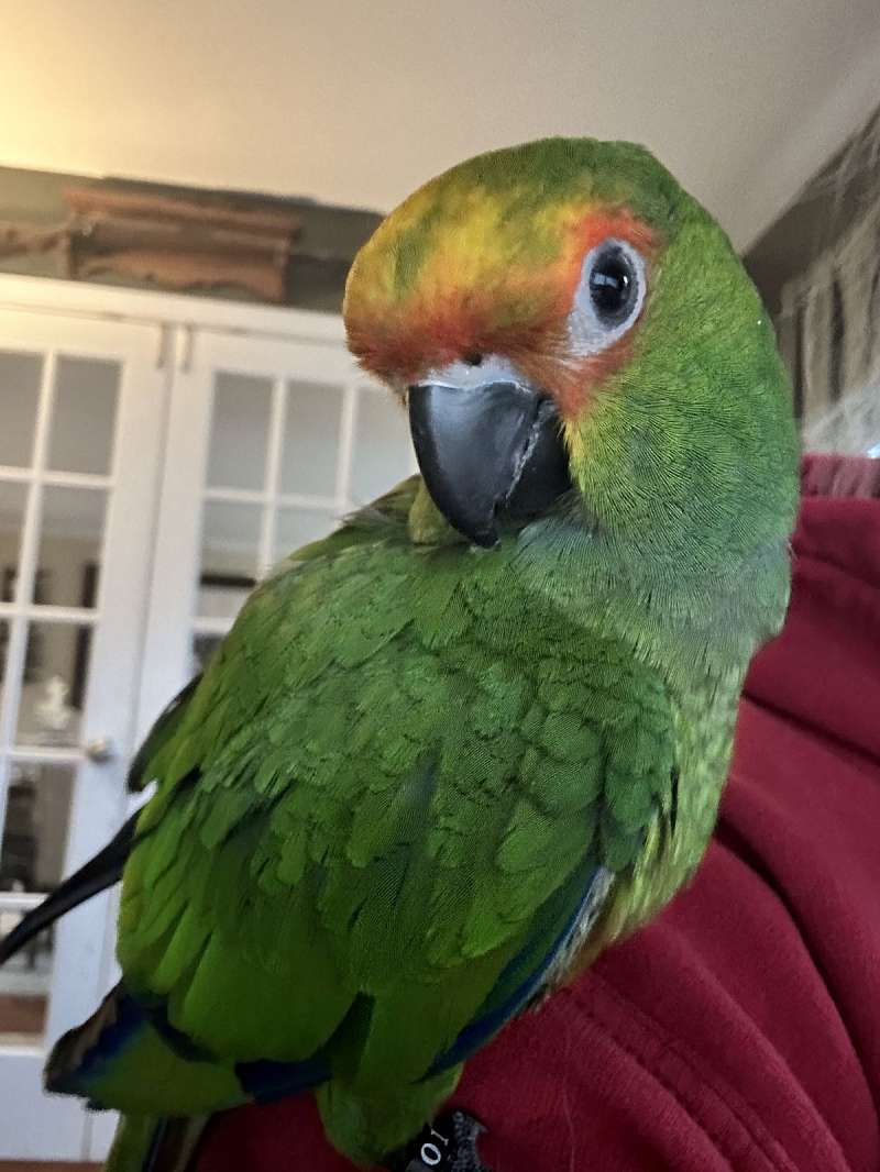 Gold Capped Conures for Sale