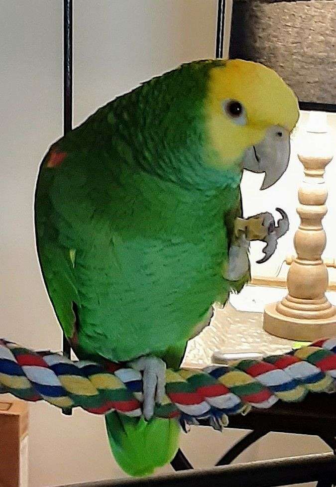 Pink Colored Amazon Parrots for Sale