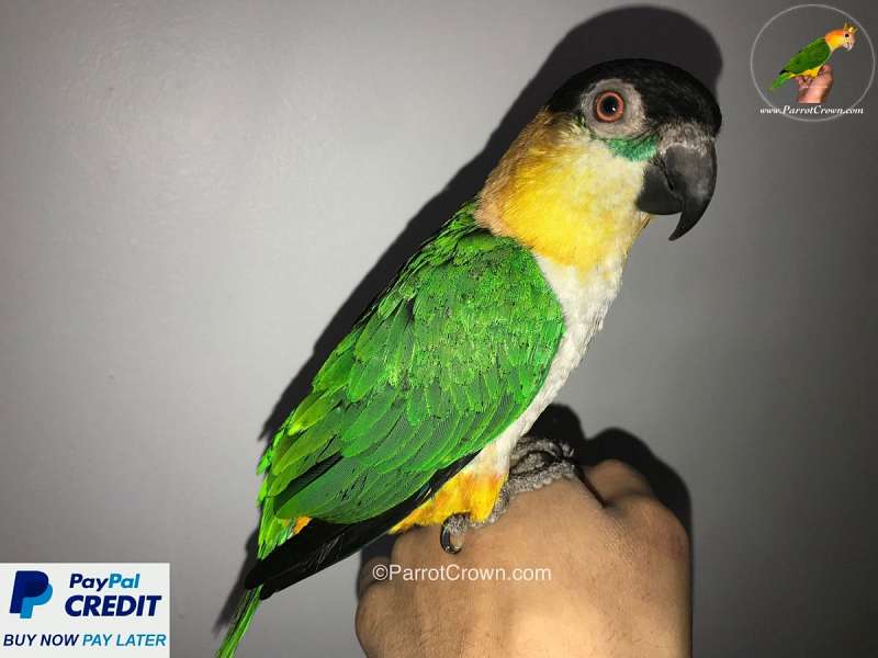 Caiques for Sale in California