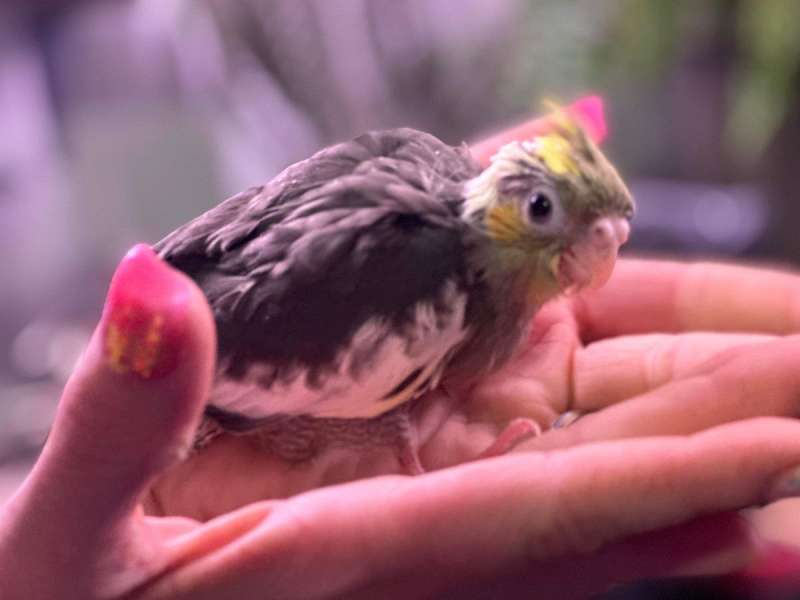Birds for Sale in Nebraska