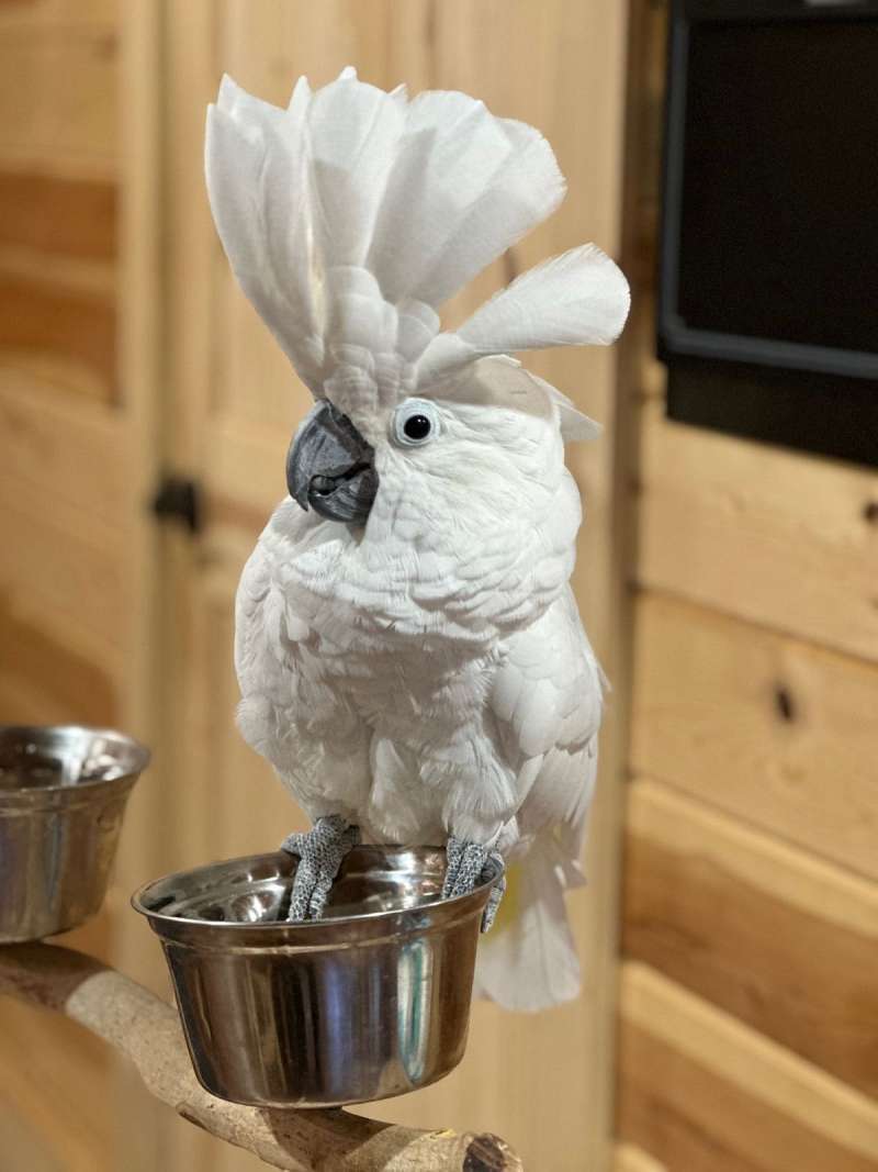 Rescue Cockatoos for Sale