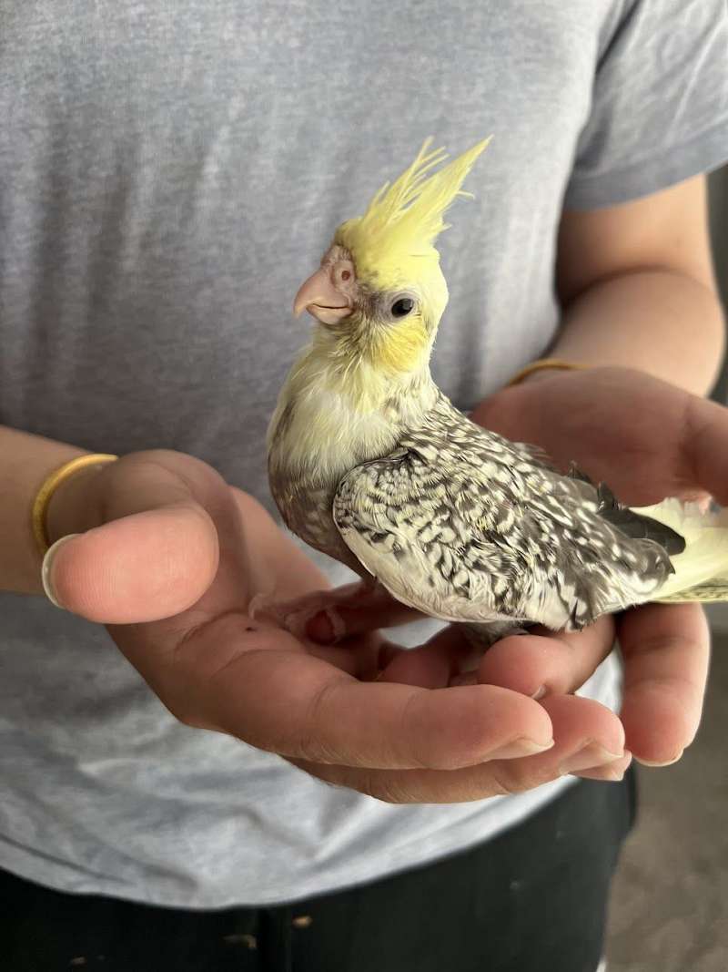 Hand Raised Yellow Cheek Pearl Cockatiel