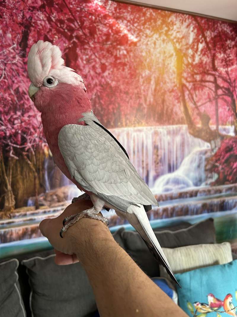 Talking Birds for Sale in Maryland