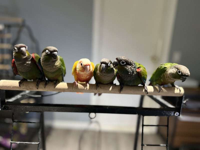 Crimson Bellied Conures for Sale