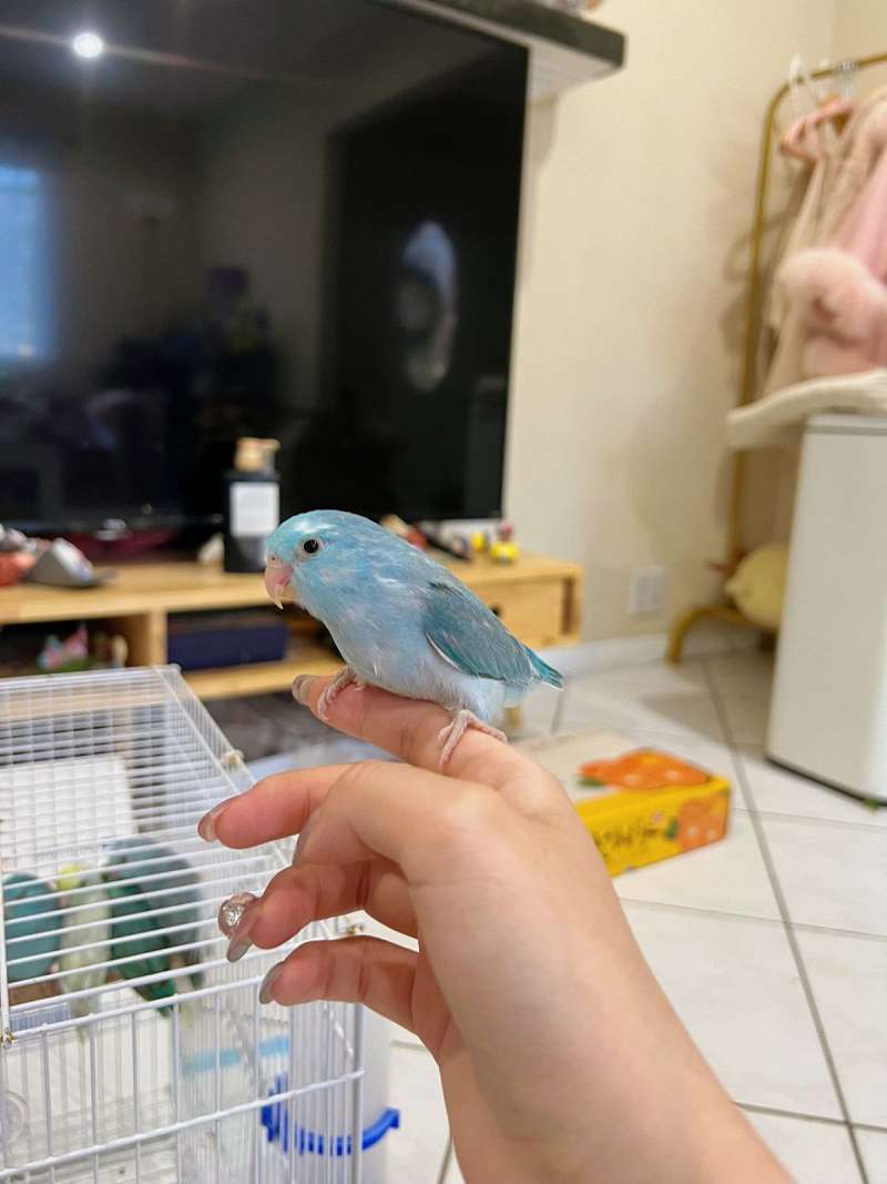 Beautiful and Sweet Parrotlets