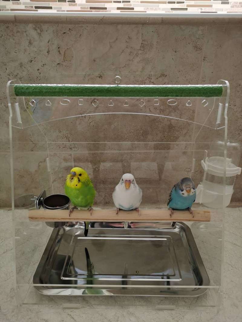 Budgie for Sell
