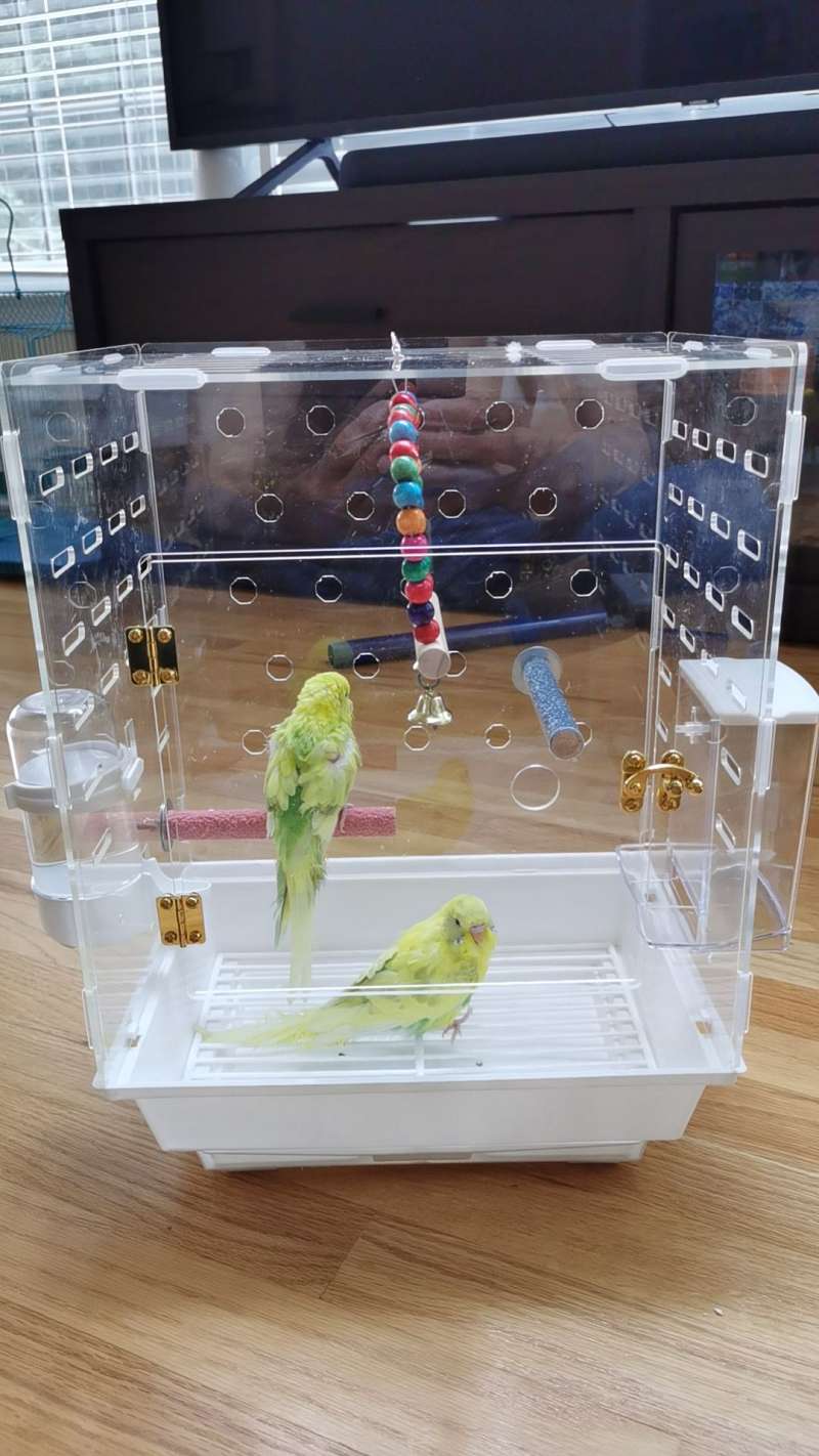 Budgie for Sell