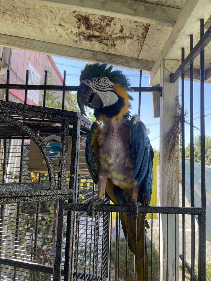 Hyacinth Macaw For Sale California – XAXO