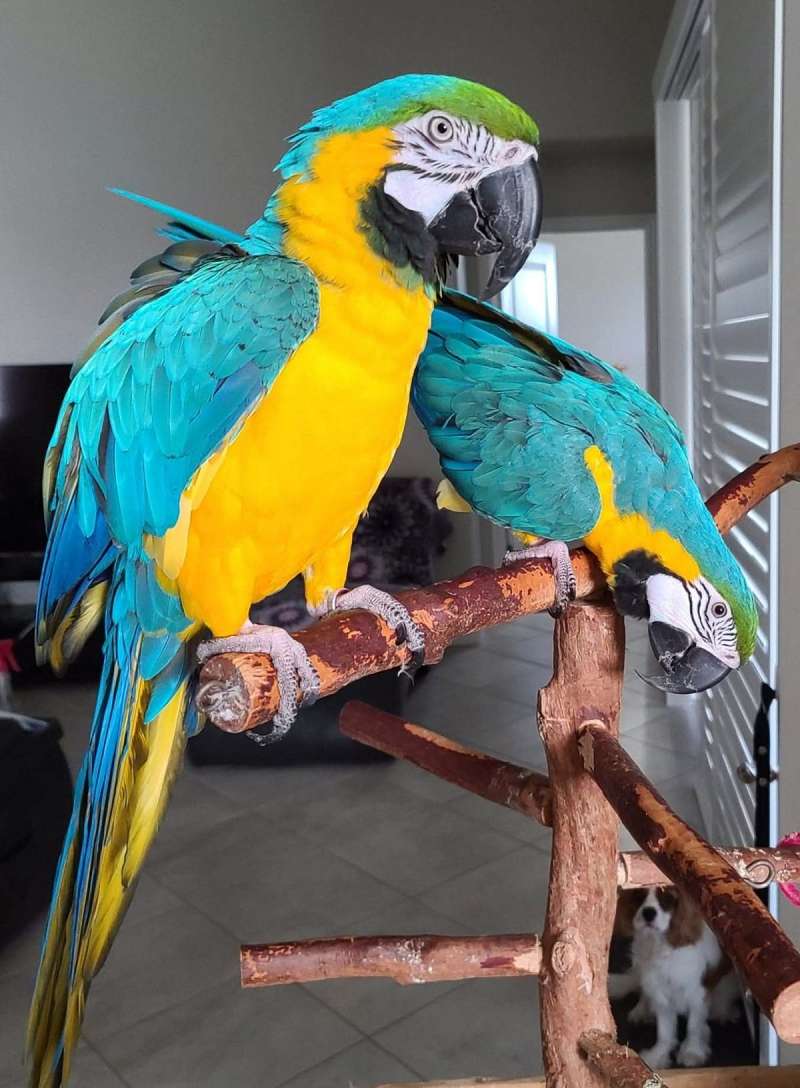 Mated Blue and Gold Macaw
