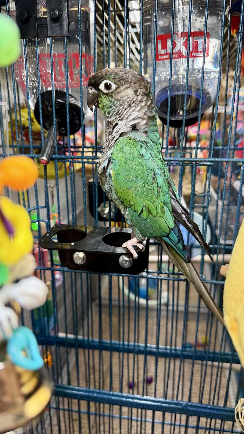 turquoise-green-cheeked-conure-sold