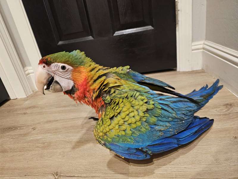 Macaw